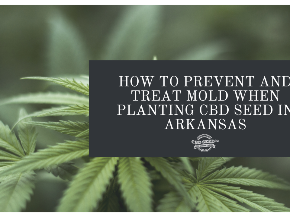 cbd seed arkansas