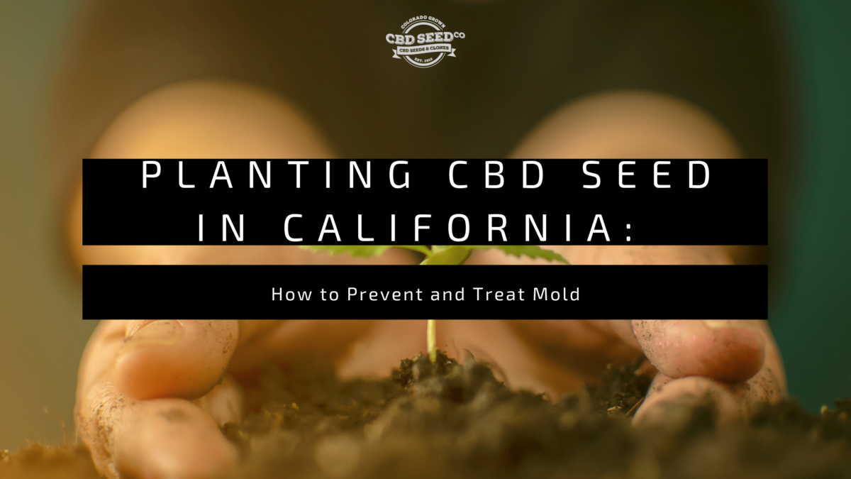 cbd seed california