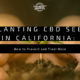 cbd seed california