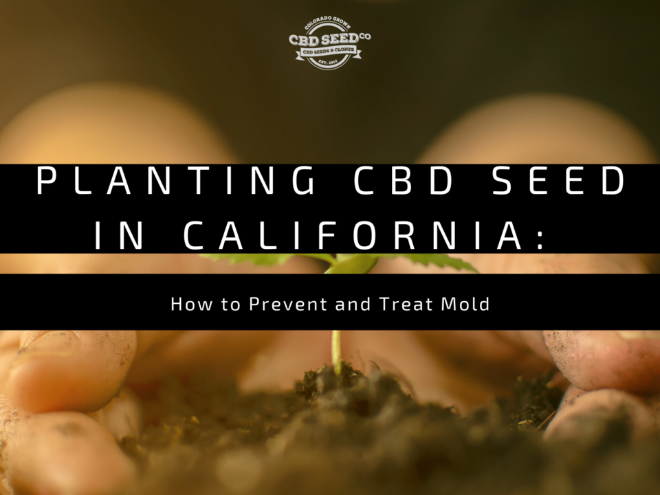 cbd seed california