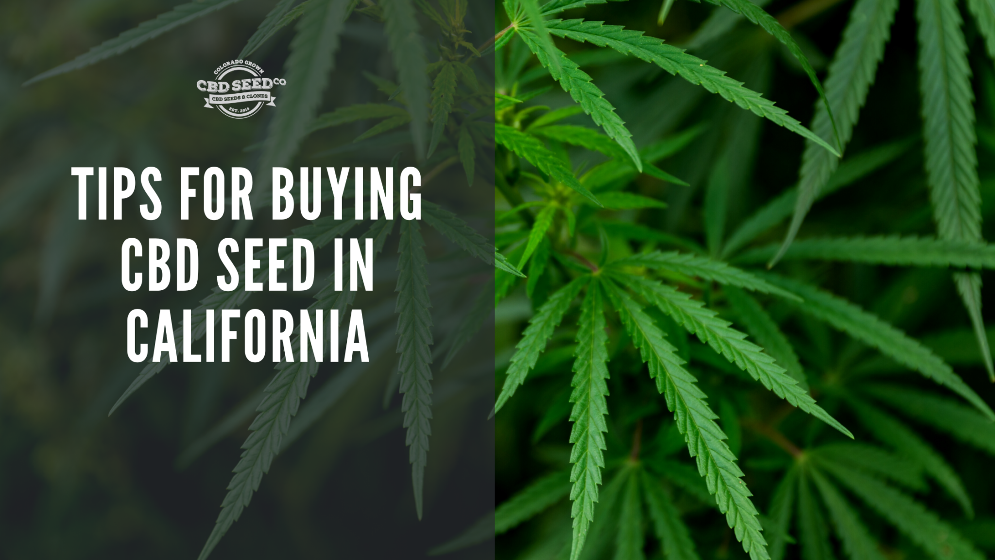Tips for Buying CBD Seed In California CBD Seed Co.