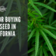 cbd seed california