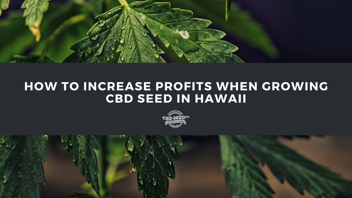 cbd seed hawaii