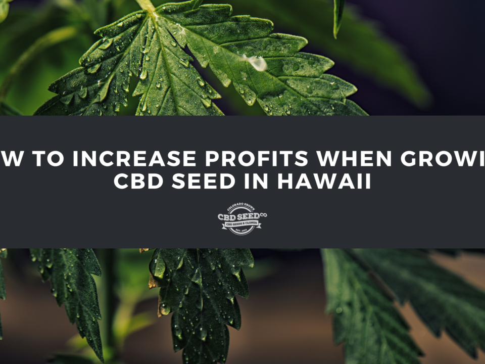 cbd seed hawaii