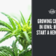 cbd seed iowa