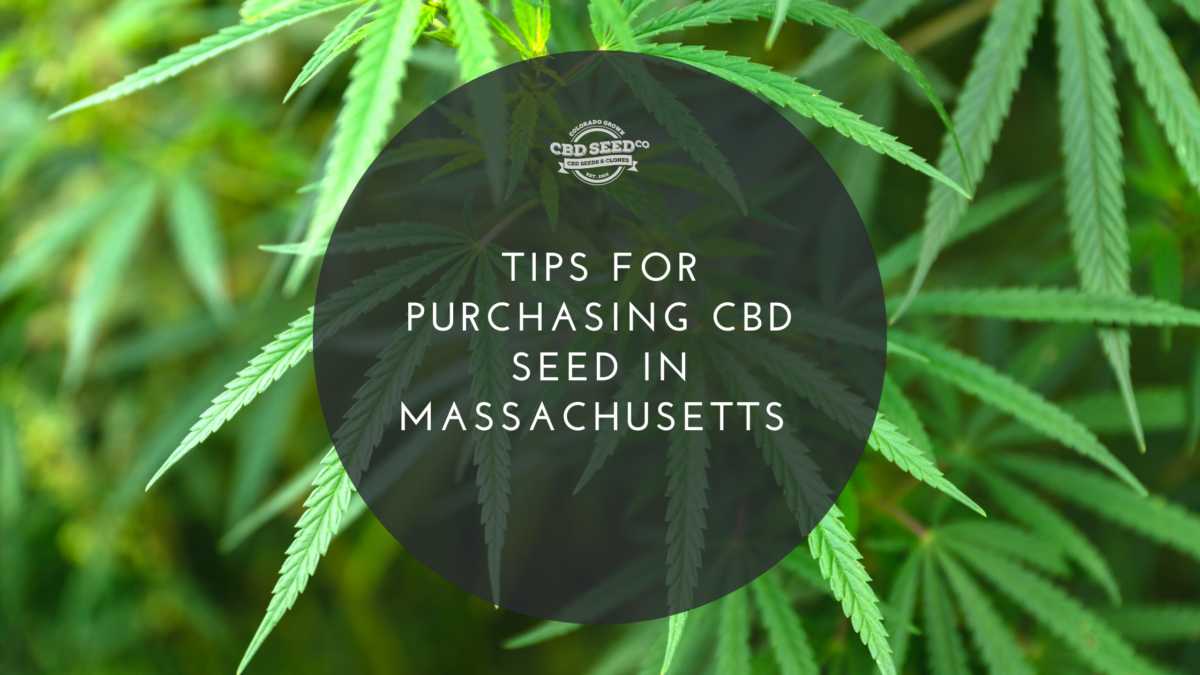 cbd seed massachusetts