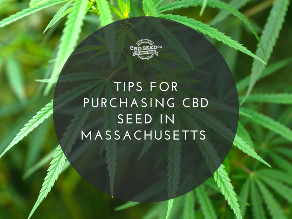 cbd seed massachusetts