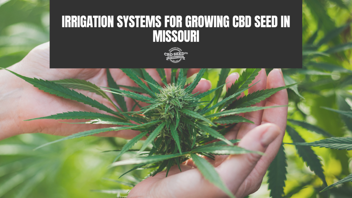 cbd seed missouri