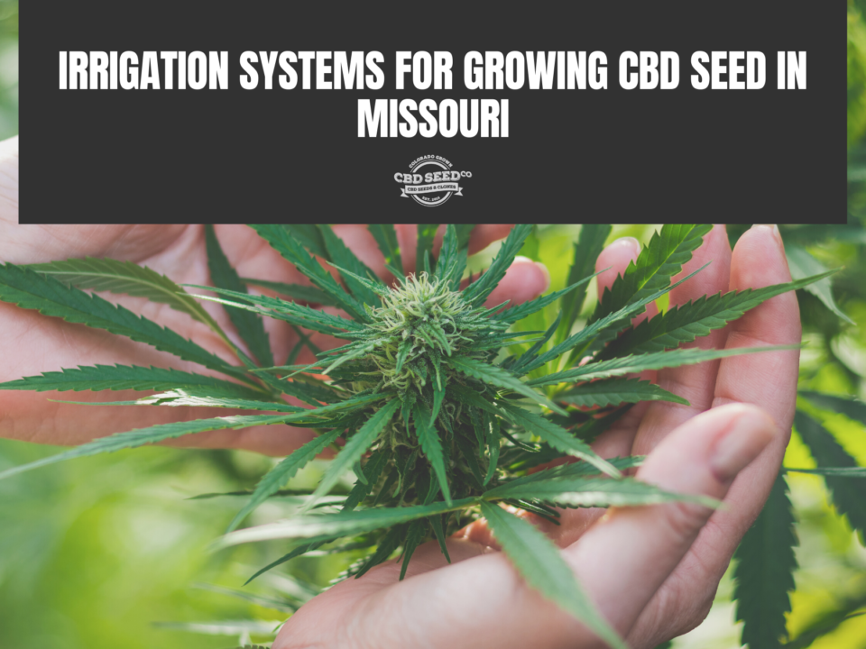 cbd seed missouri