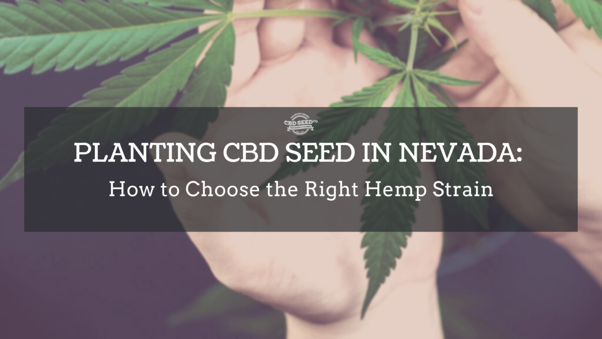 cbd seed nevada