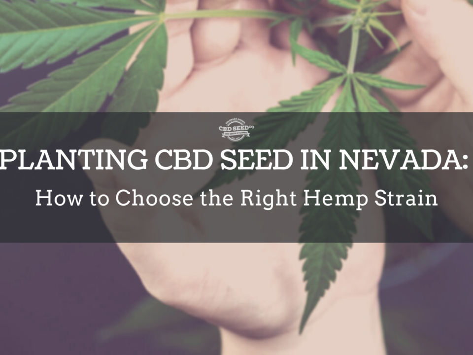 cbd seed nevada