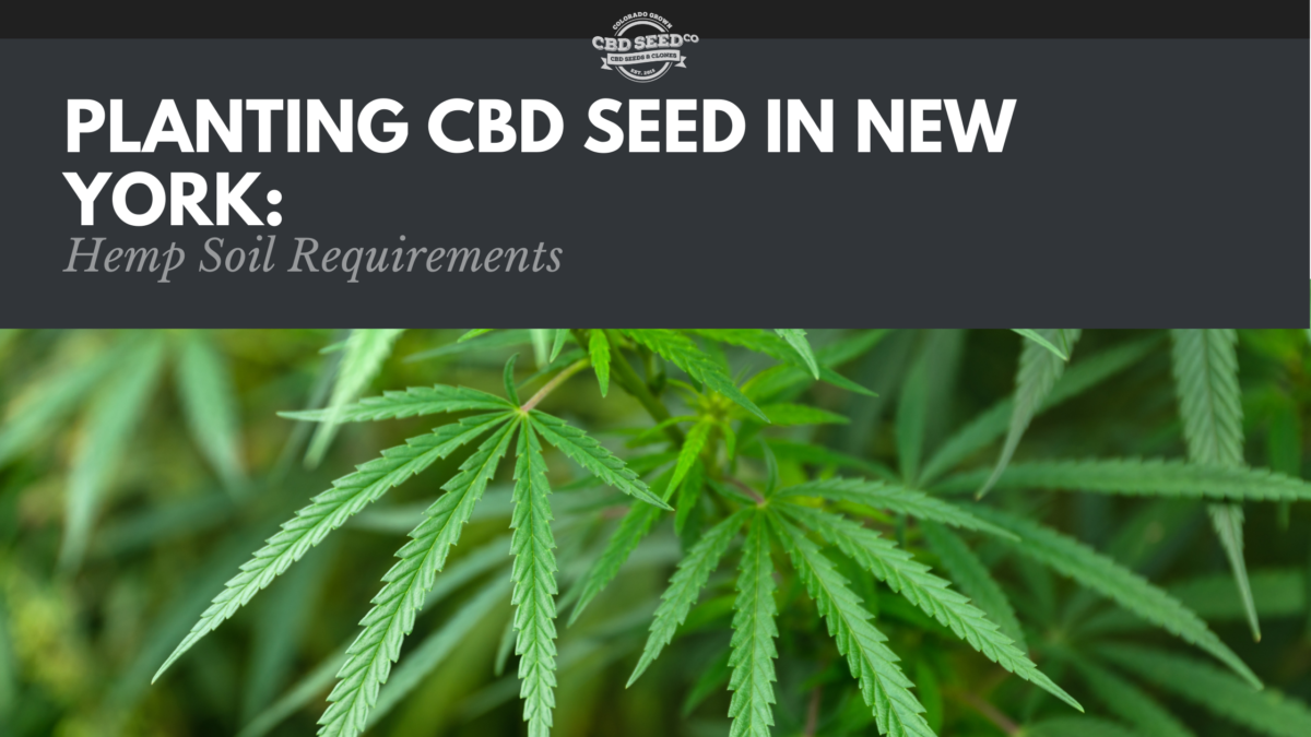 cbd seed new york