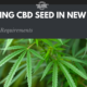 cbd seed new york