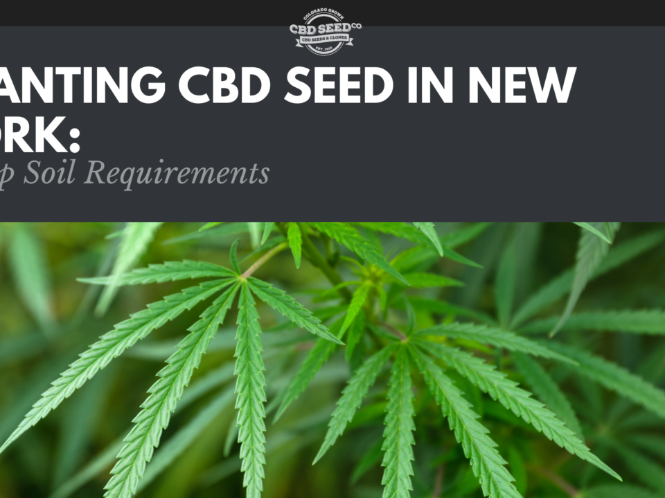 cbd seed new york