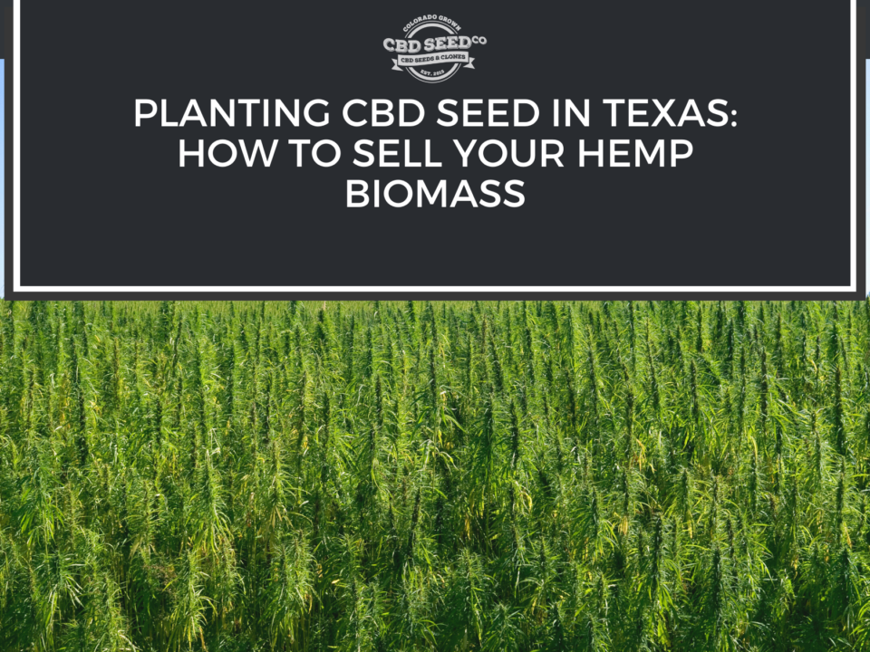 cbd seed texas