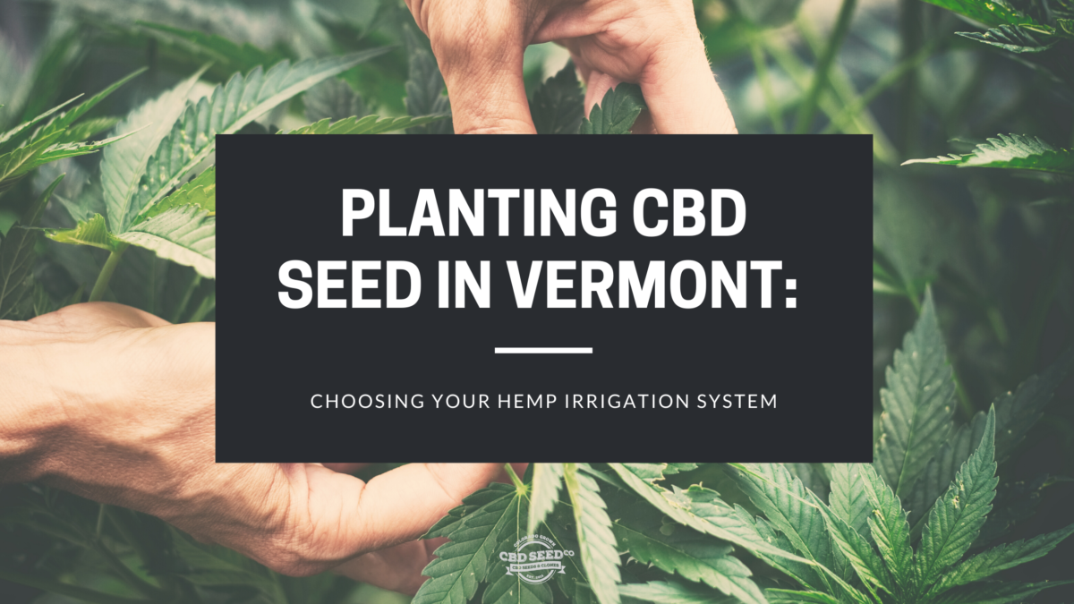 cbd seed vermont