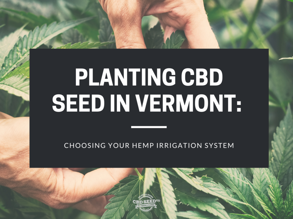 cbd seed vermont