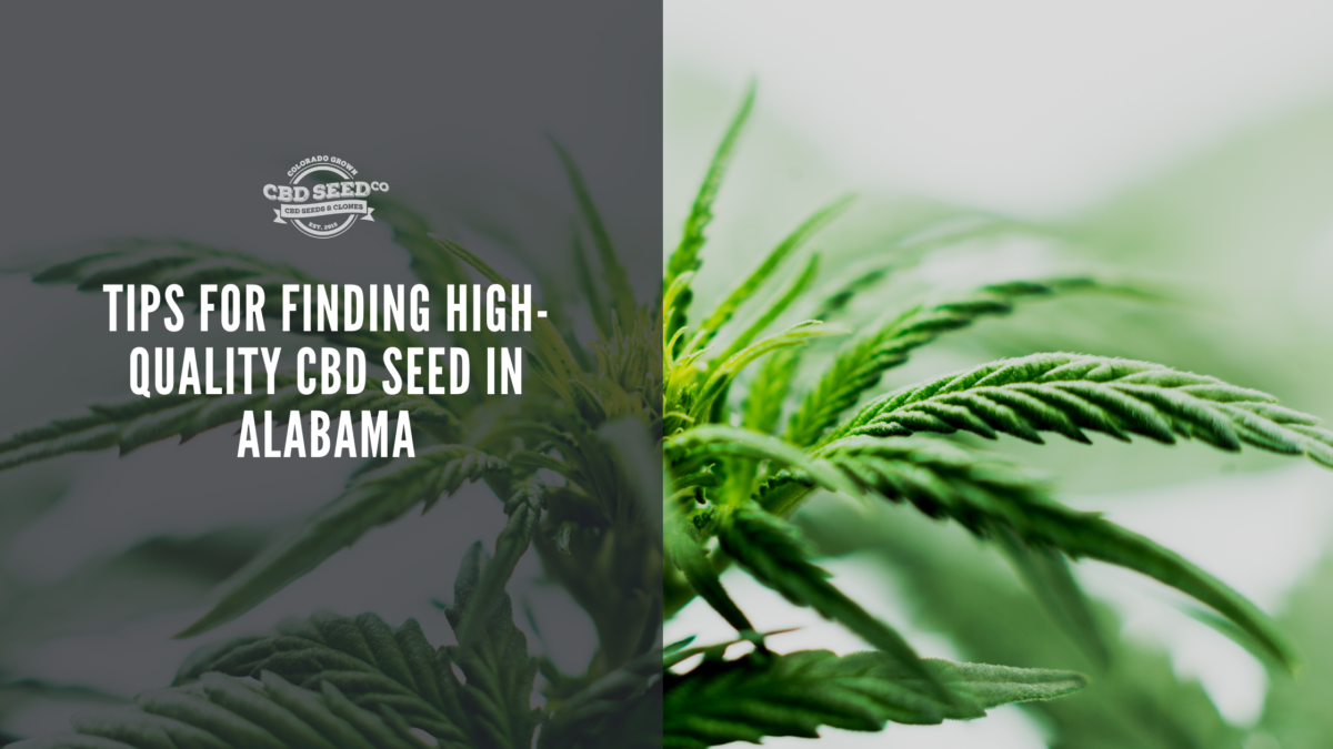 cbd seed alabama