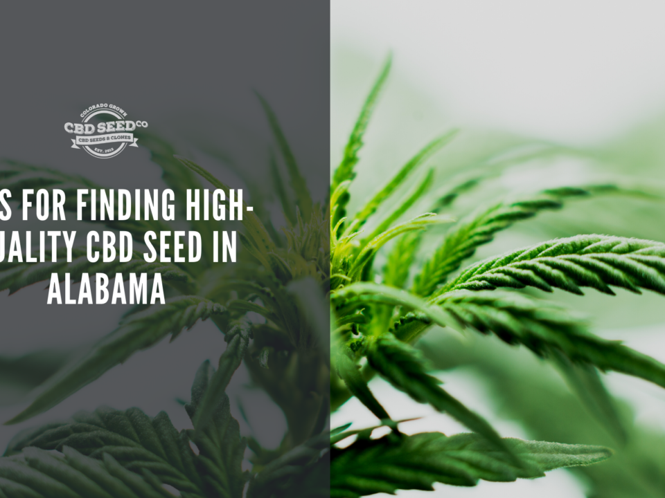 cbd seed alabama