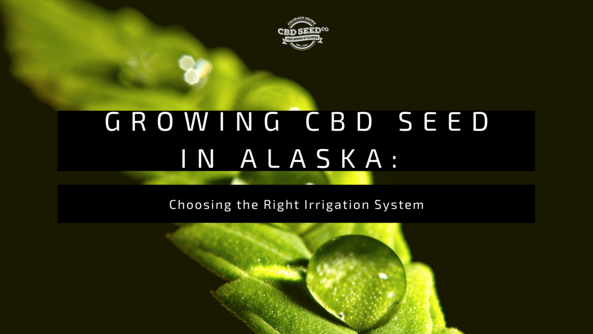 cbd seed alaska