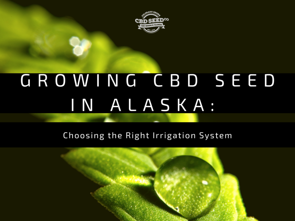 cbd seed alaska