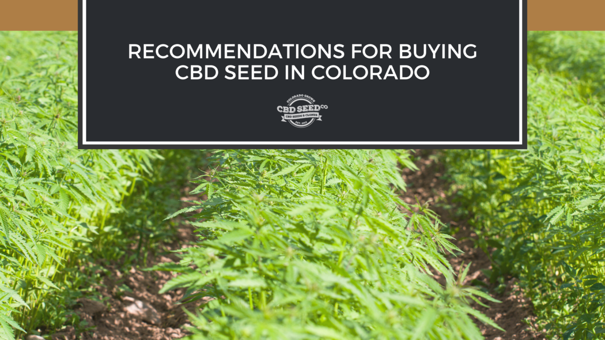 cbd seed colorado