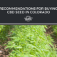 cbd seed colorado