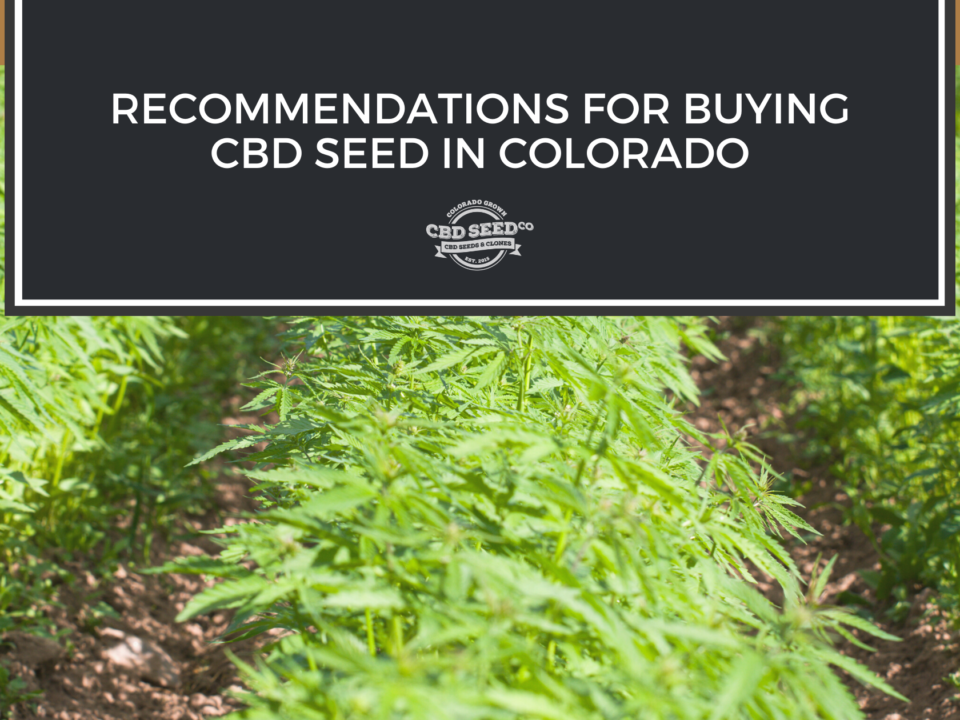 cbd seed colorado