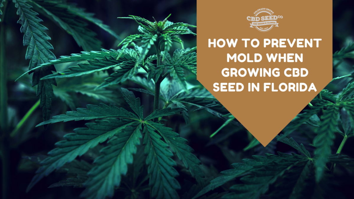 cbd seed florida