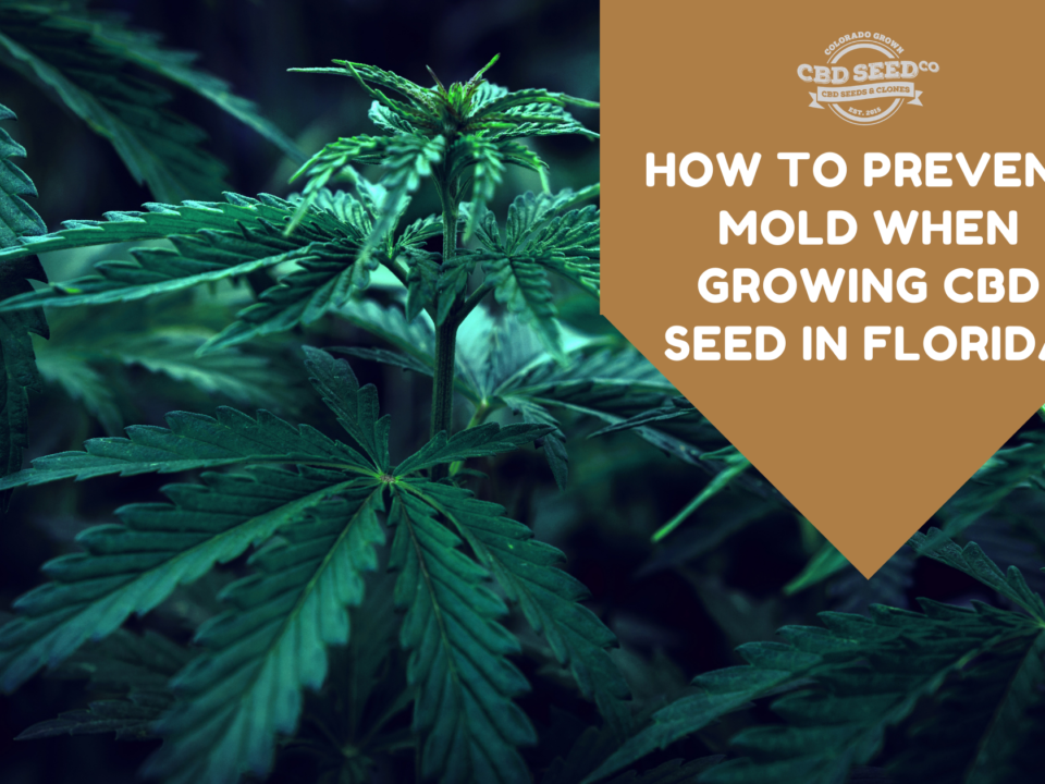 cbd seed florida