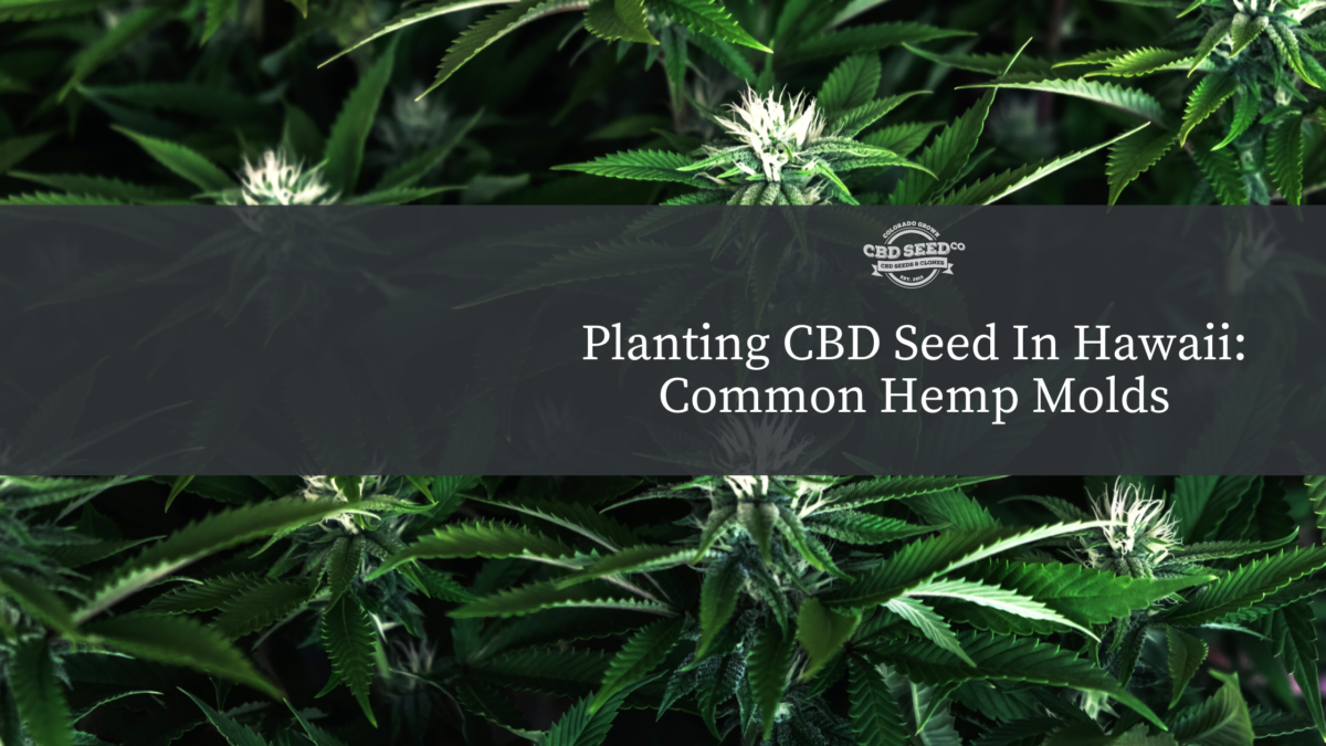 cbd seed hawaii