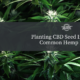 cbd seed hawaii