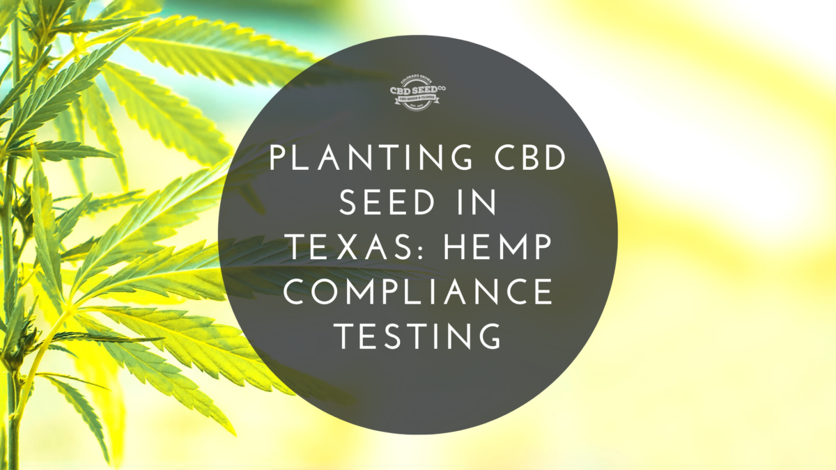 cbd seed texas