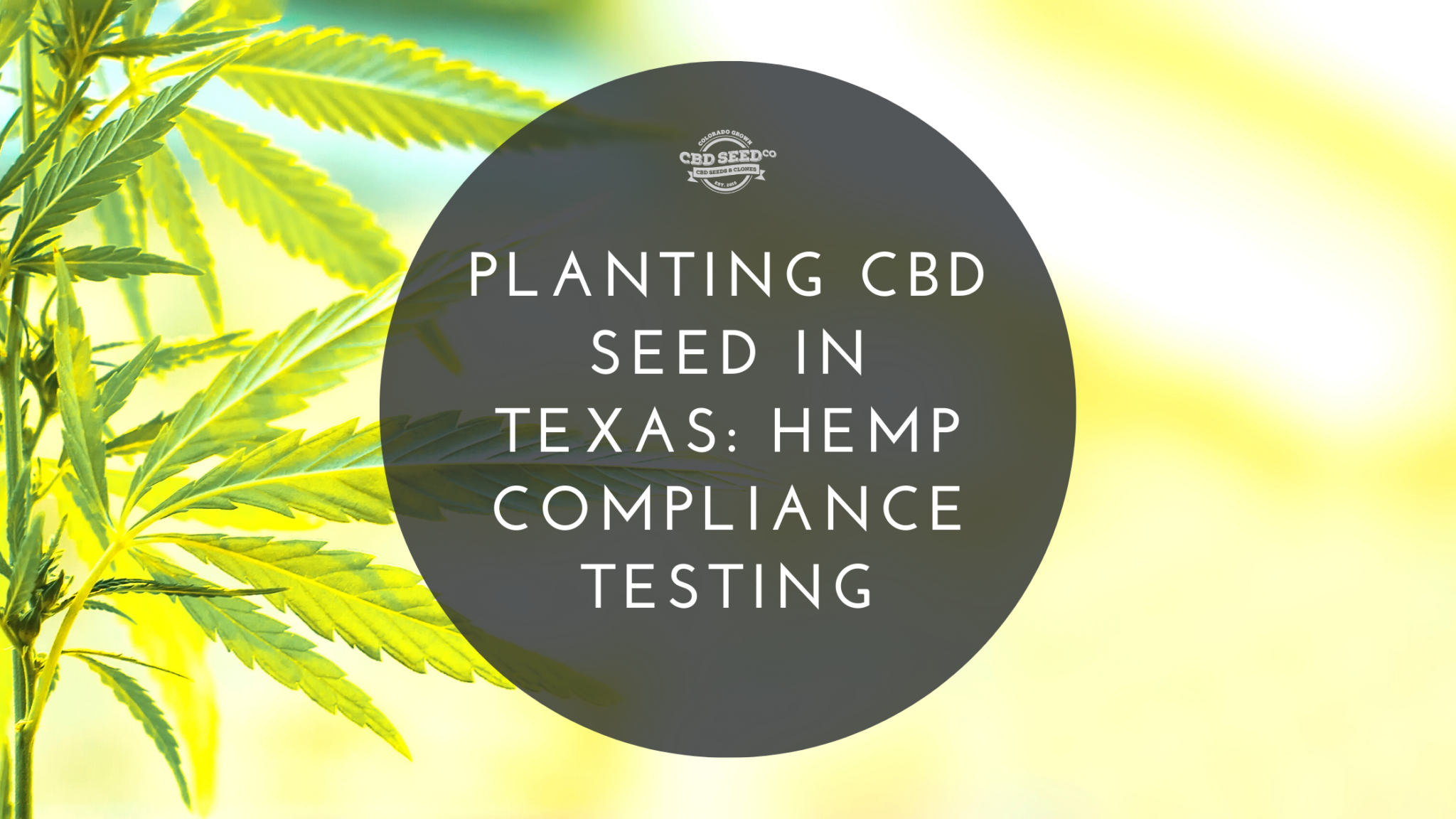 Planting CBD Seed In Texas Hemp Compliance Testing CBD Seed Co.