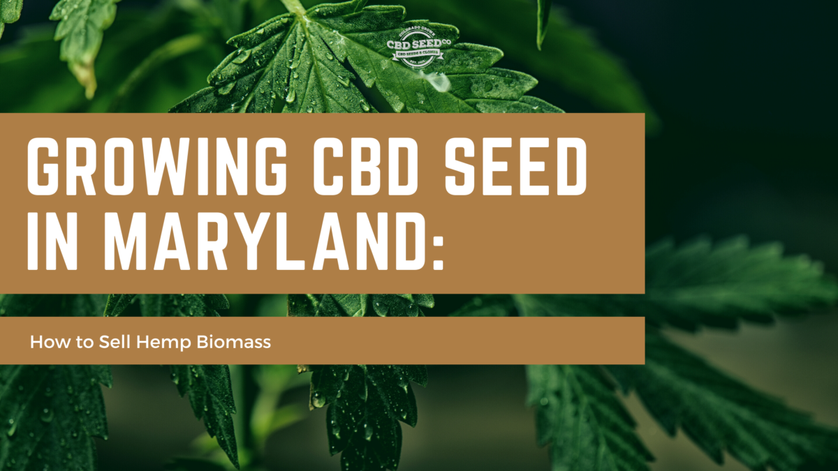 cbd seed maryland