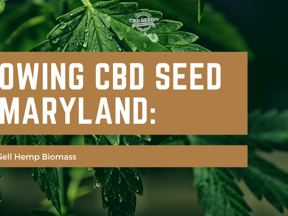 cbd seed maryland