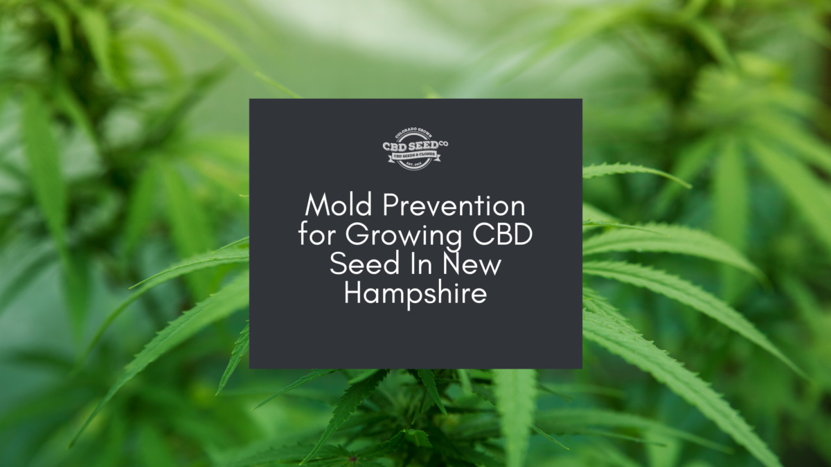 cbd seed new hampshire