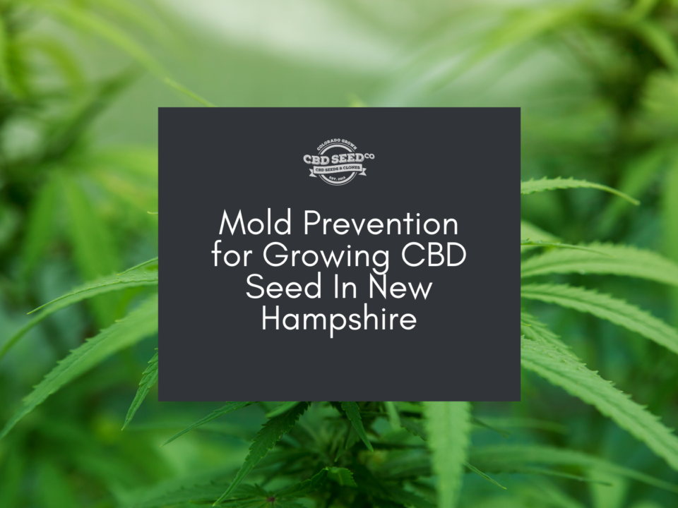 cbd seed new hampshire