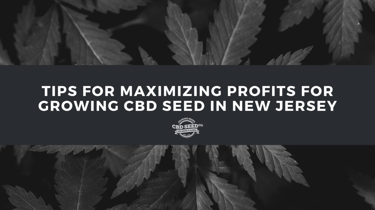 cbd seed new jersey