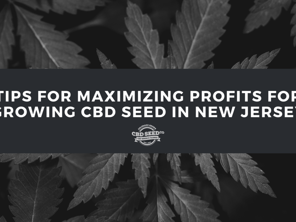 cbd seed new jersey