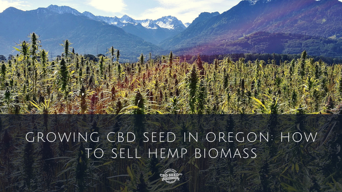 cbd seed oregon