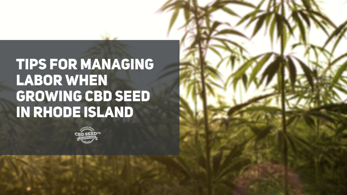 cbd seed rhode island