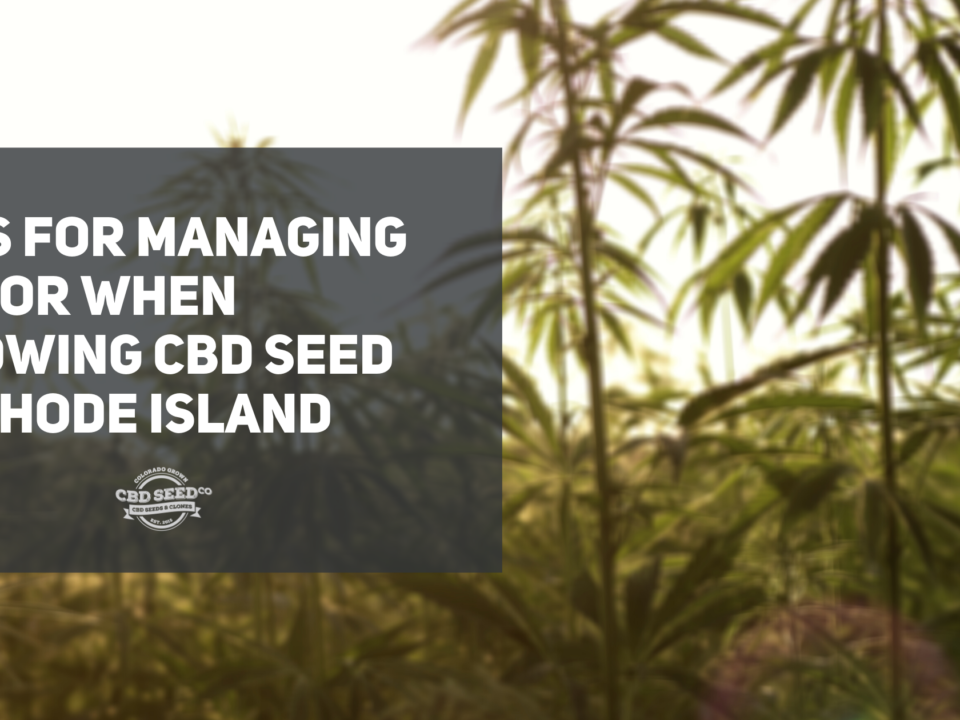 cbd seed rhode island