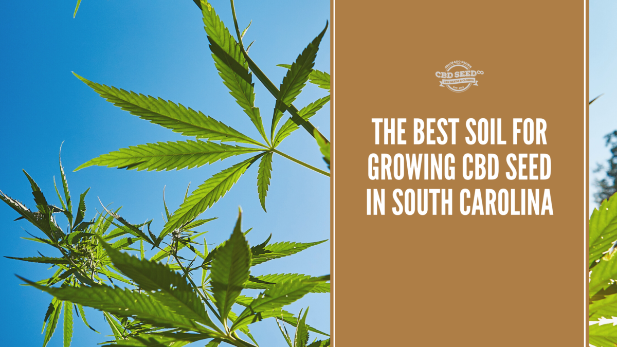 cbd seed south carolina