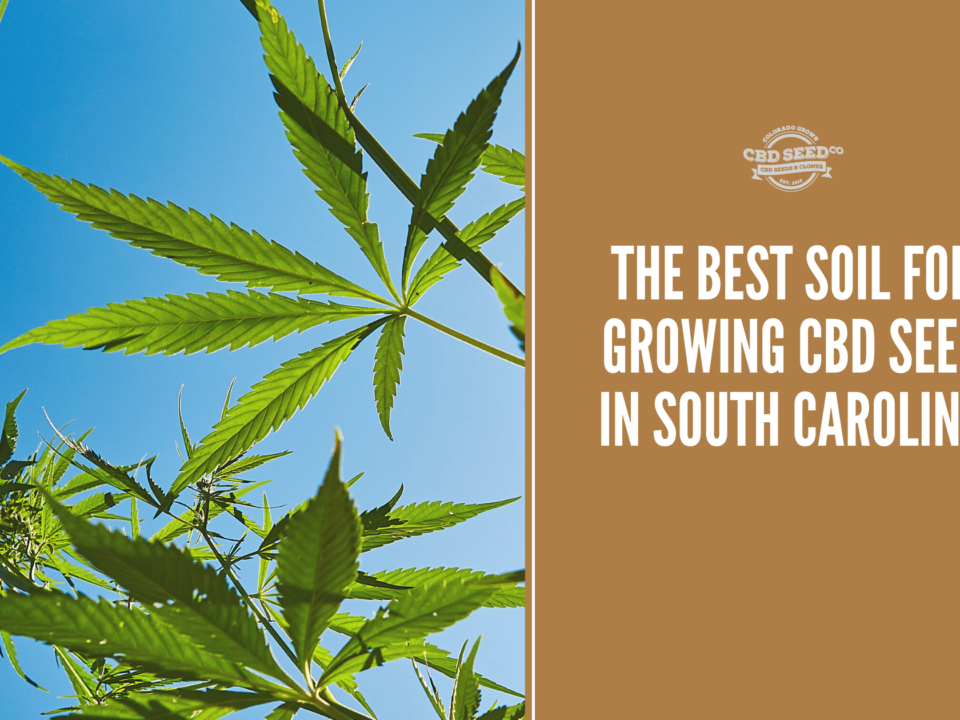 cbd seed south carolina