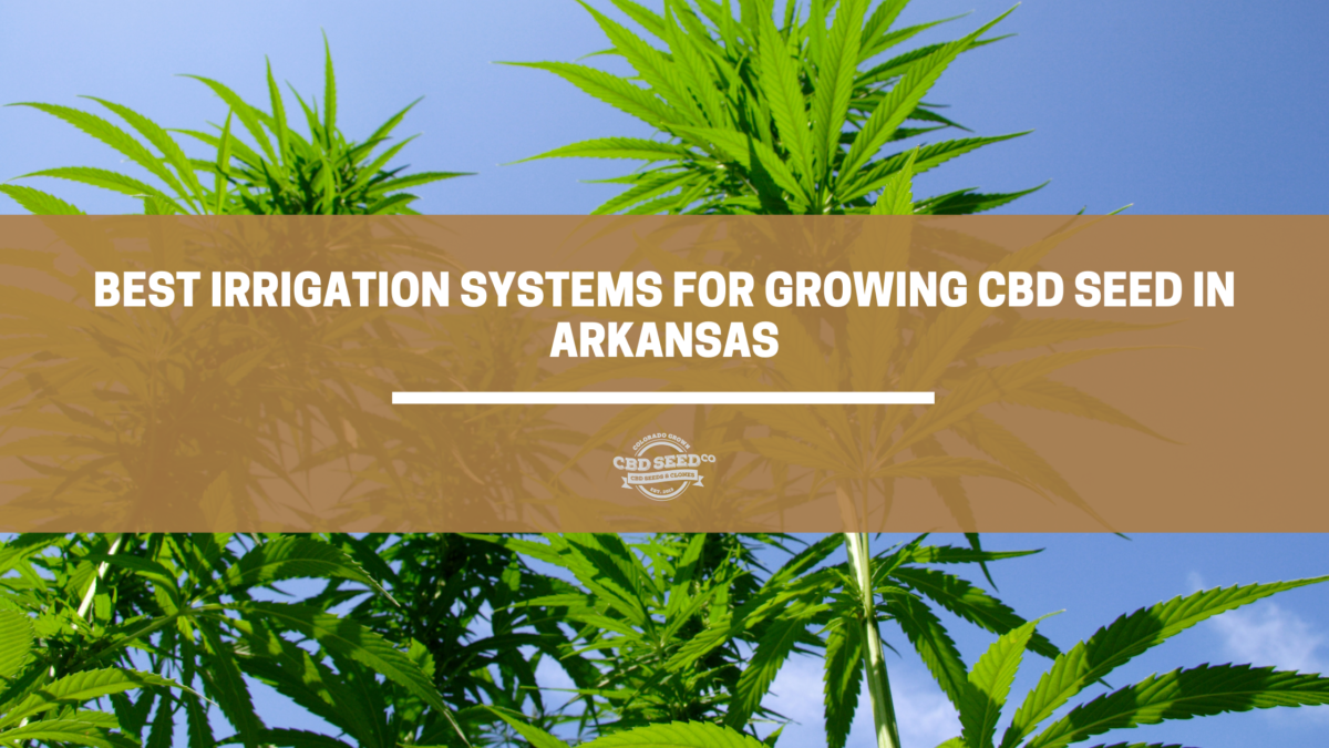 cbd seed arkansas