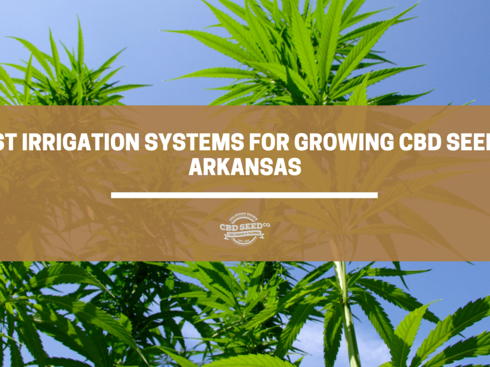 cbd seed arkansas