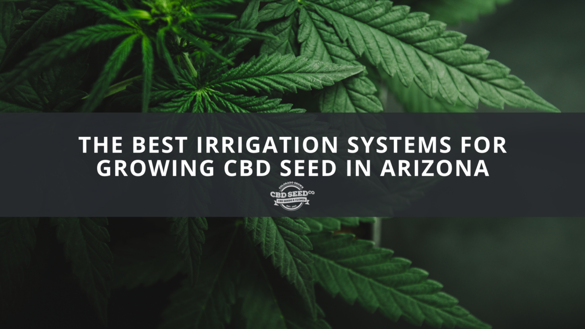 cbd seed arizona