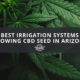 cbd seed arizona