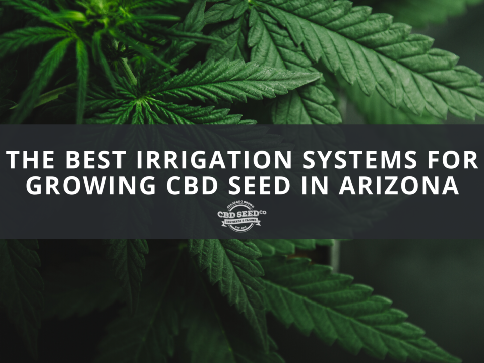 cbd seed arizona